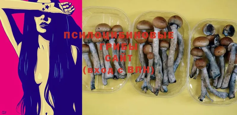 Псилоцибиновые грибы Psilocybe  даркнет сайт  Новая Ляля 